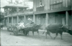 Phillipines-Water Buffalo 2